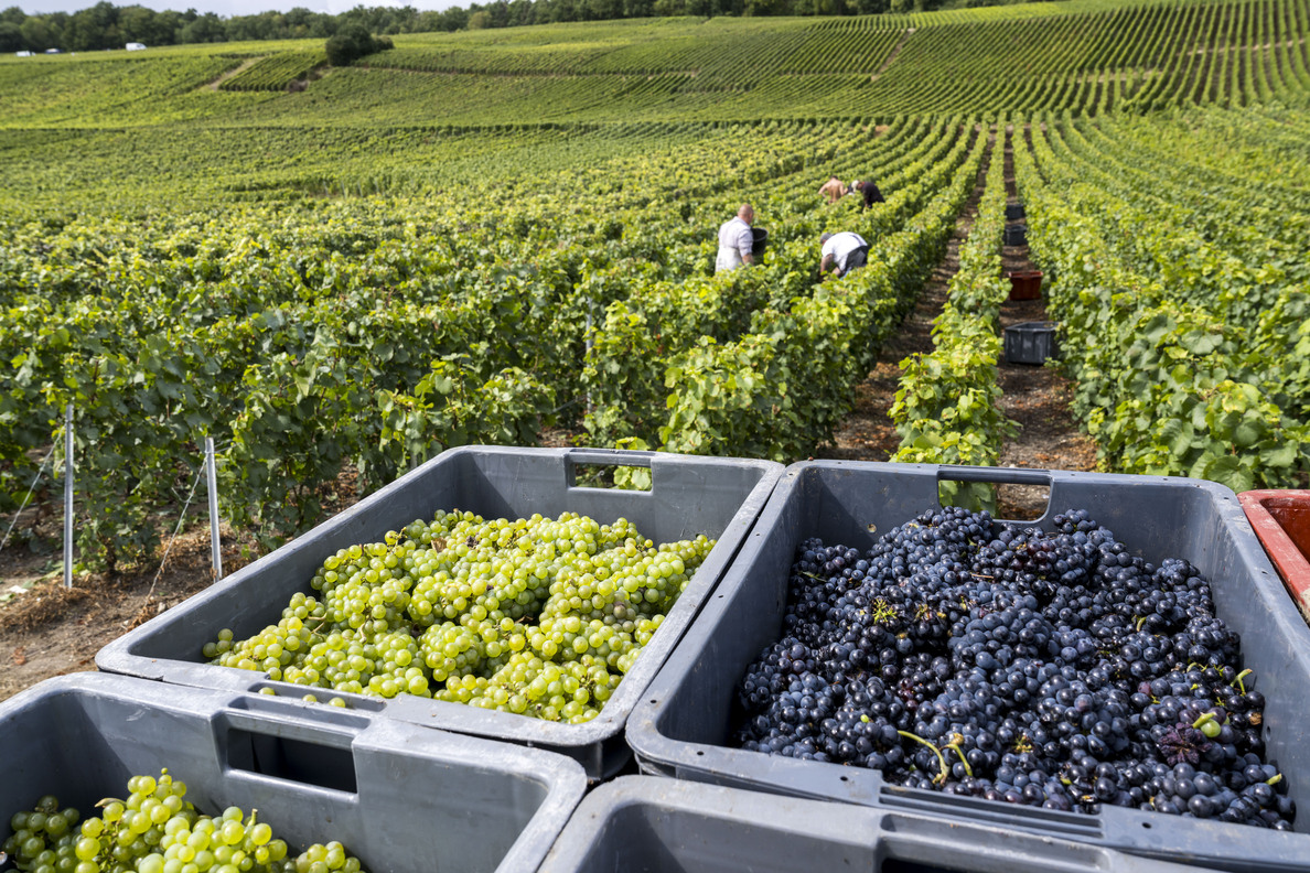 bacs de raisins dans les vignes
