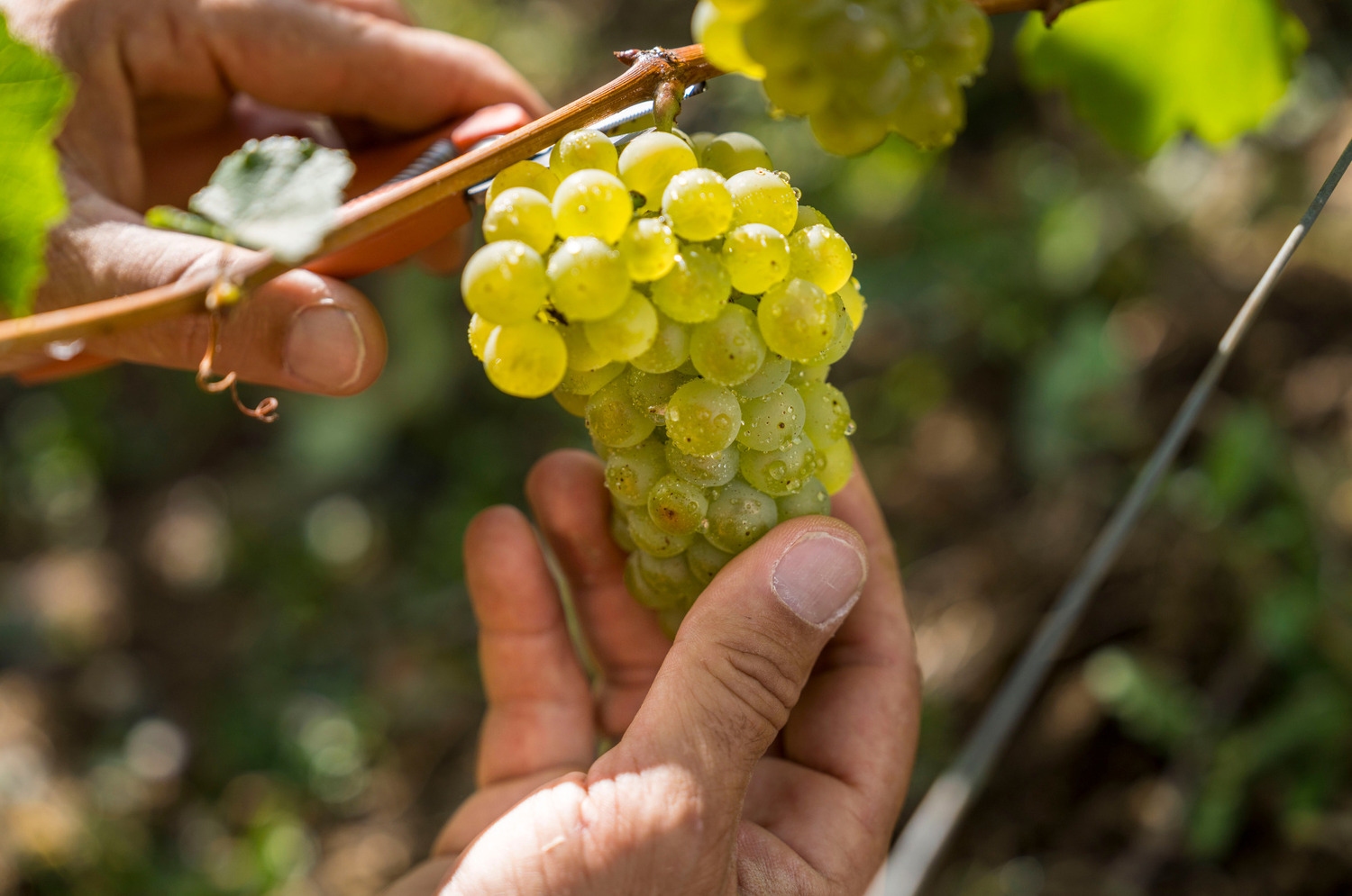 Vendanges