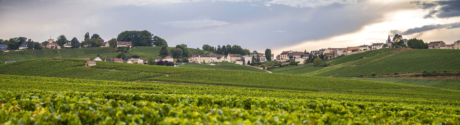 vignes de champagne