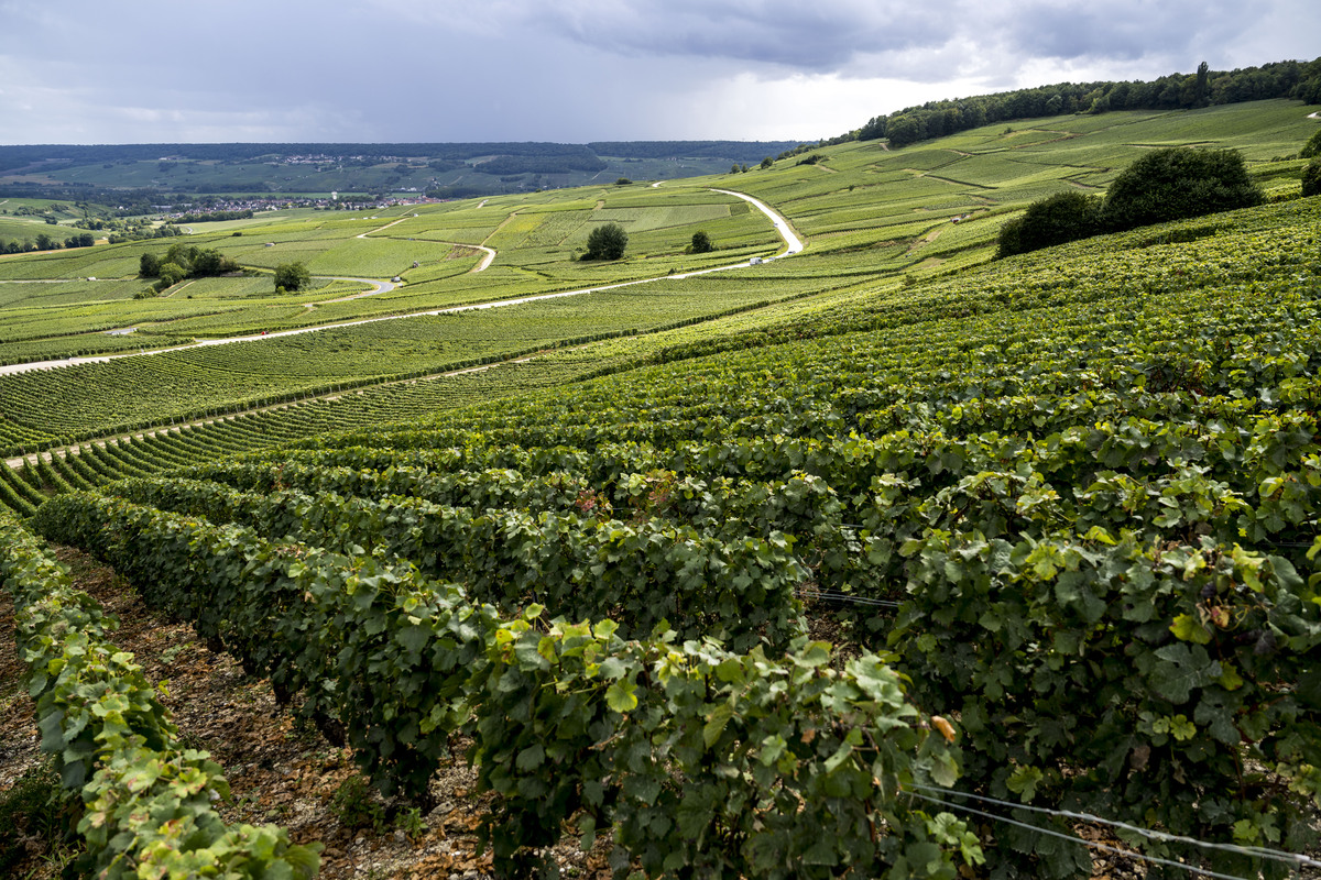 photo des vignes